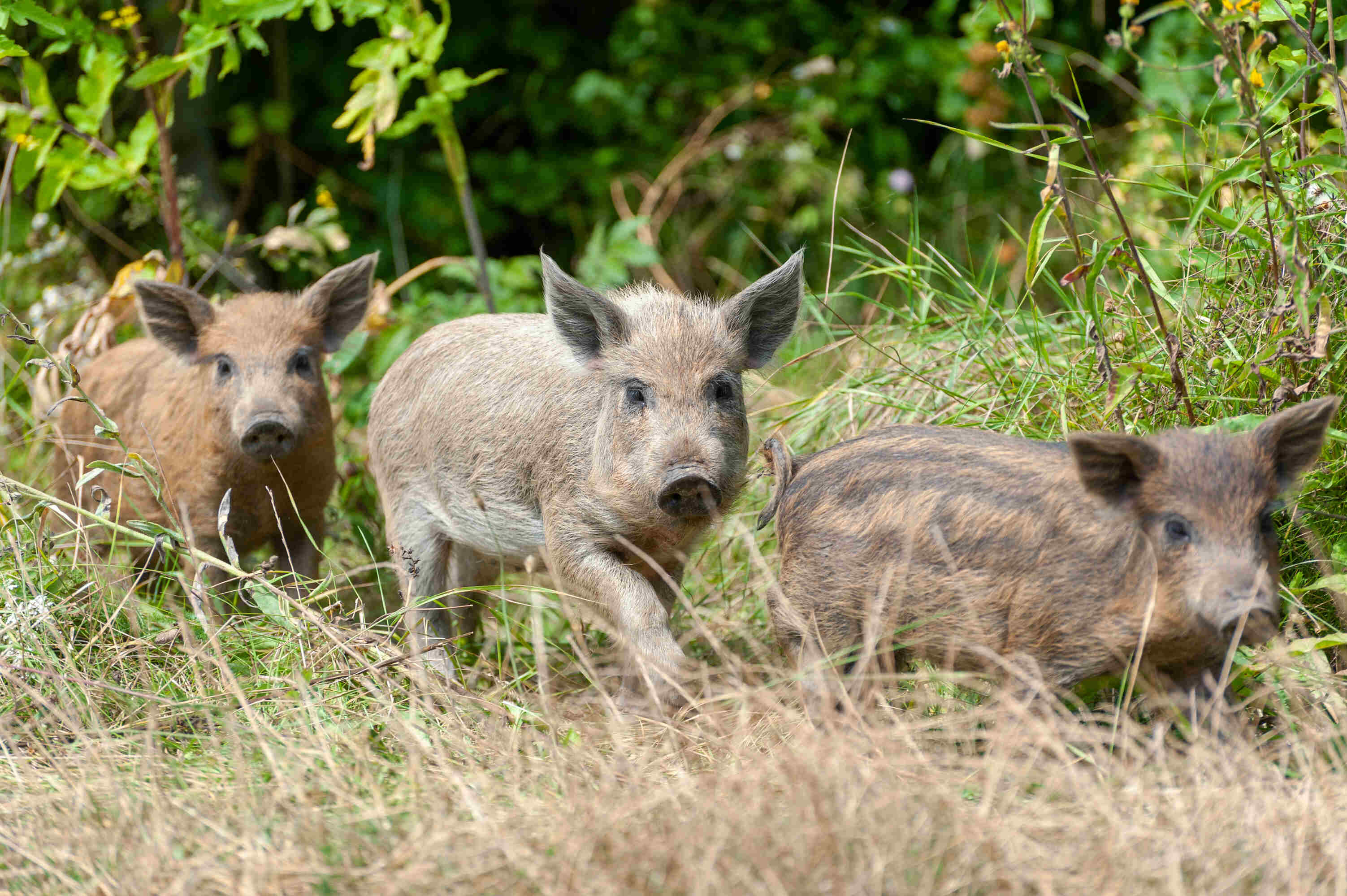 Wild pigs