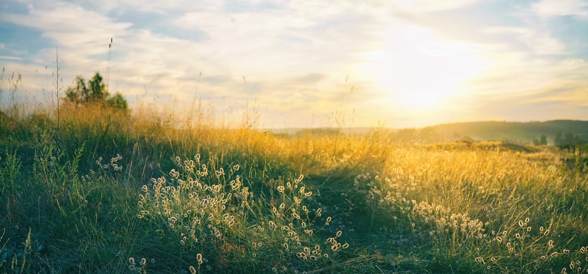 grasslands