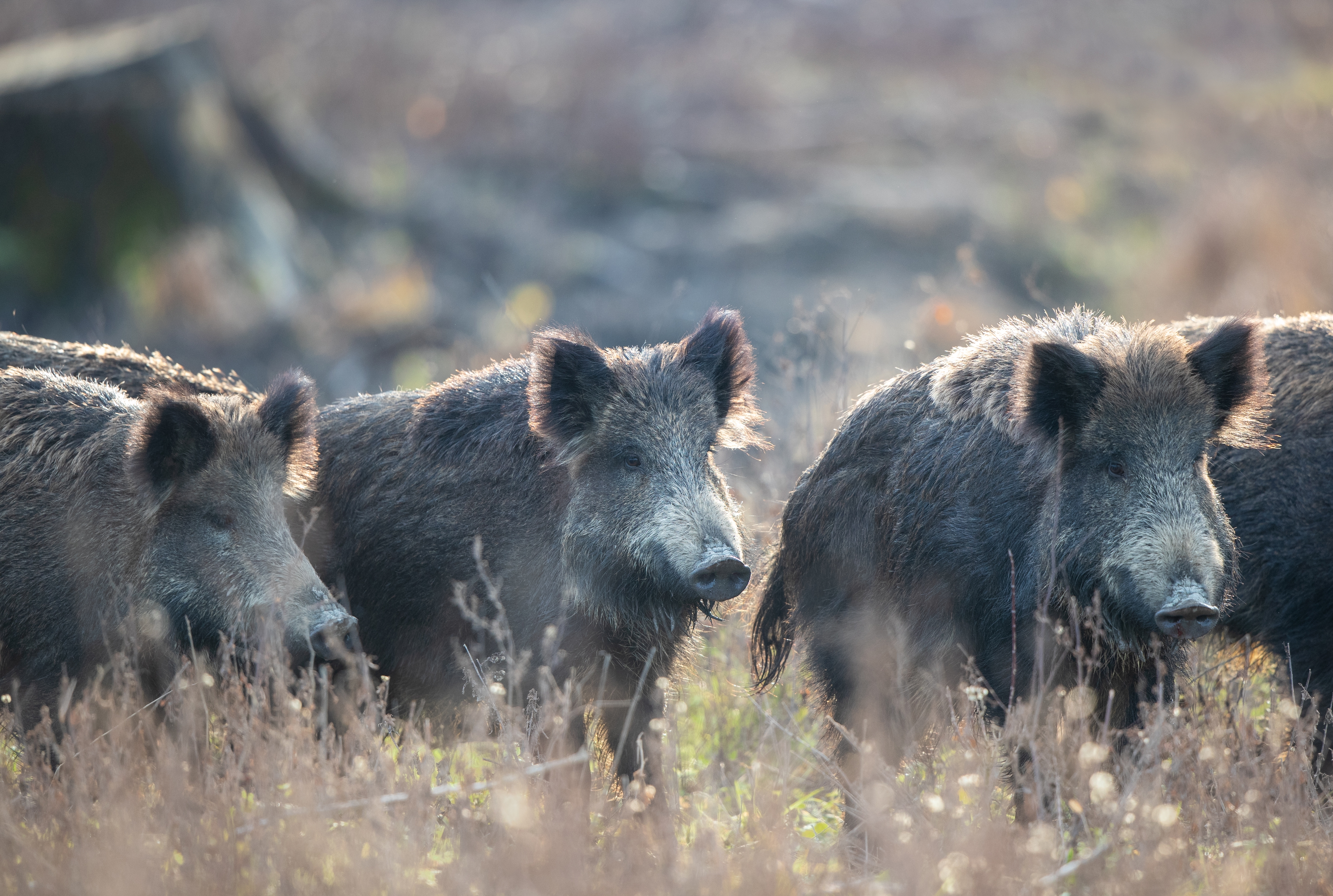Wild Boar